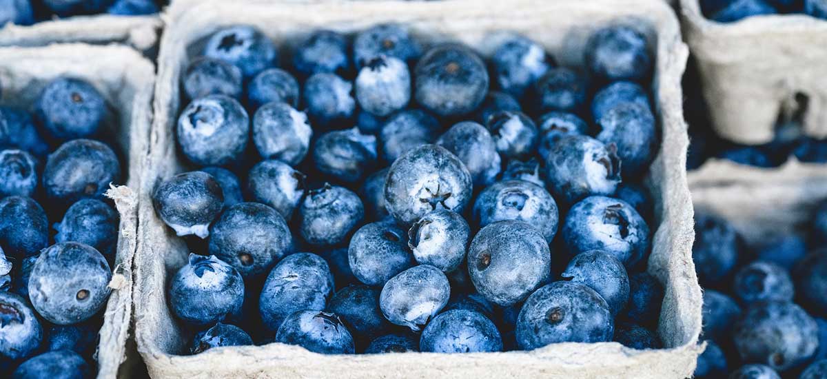 Freshy recipes